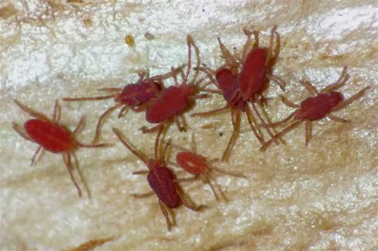 ¿Tienes huerto? Estas son las 10 plagas más destructivas que pueden arruinar tu cosecha