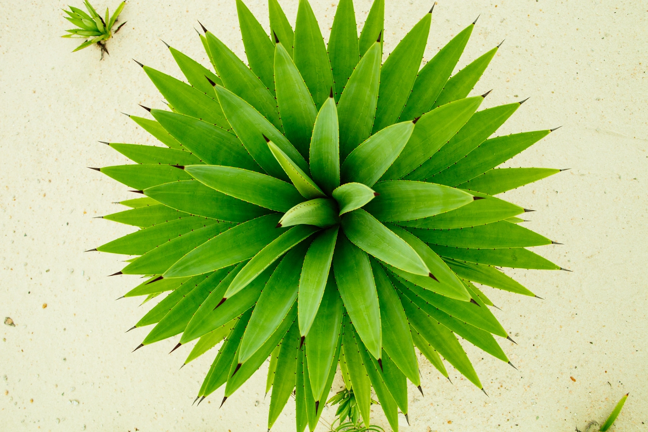La flor verde que pocos conocen y que esconde un increíble secreto ornamental