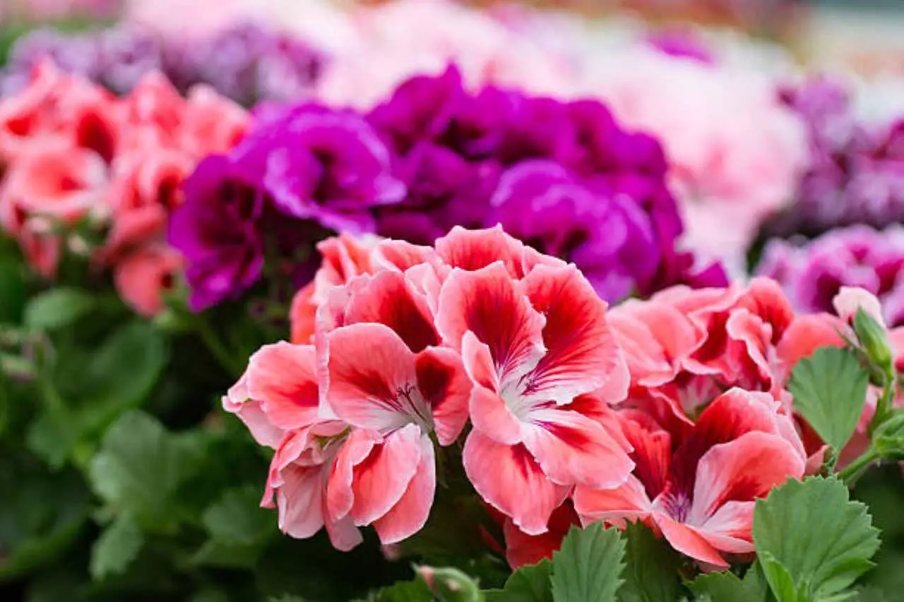 Tus geranios no florecen por culpa de la maceta: este es el tipo y tamaño correcto para ellos