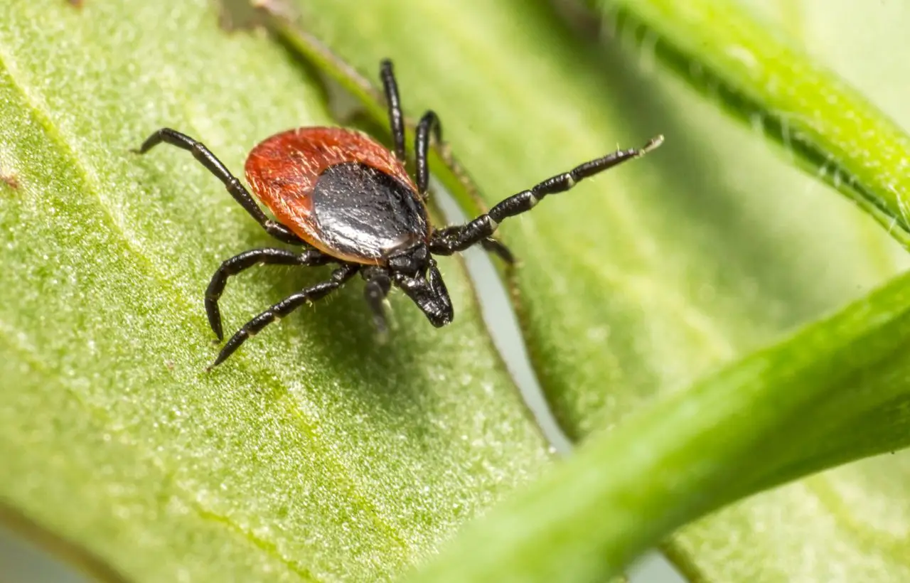 ¿Plagas chupando la savia de tus plantas? Descubre el método más efectivo para eliminarlas