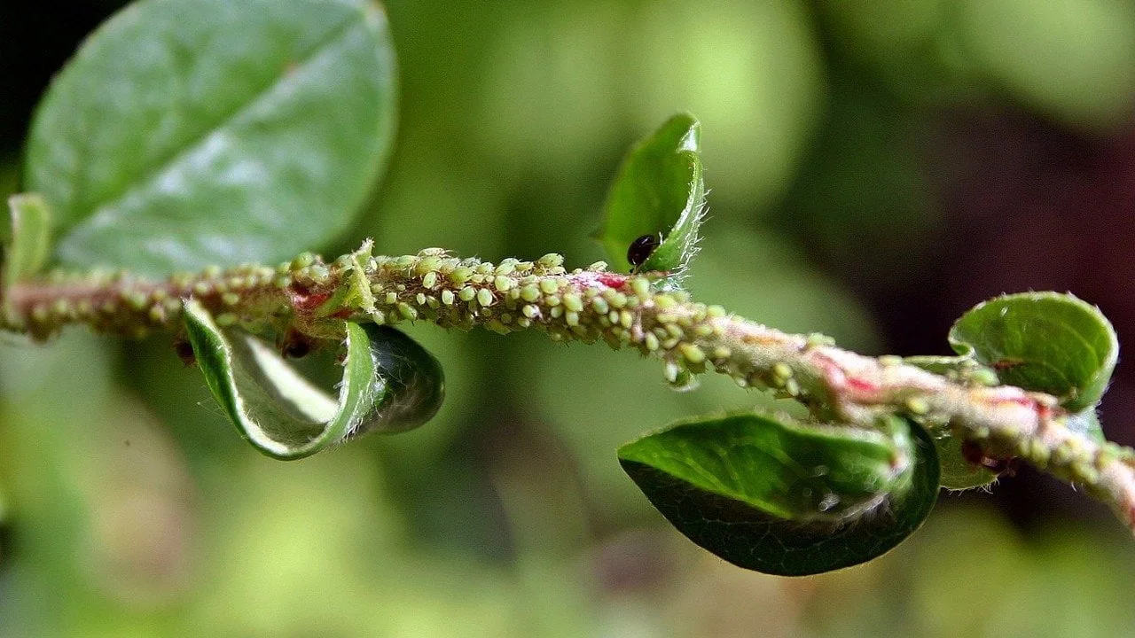 El truco con vinagre para eliminar el pulgón: funciona, pero tienes que usar esta proporción