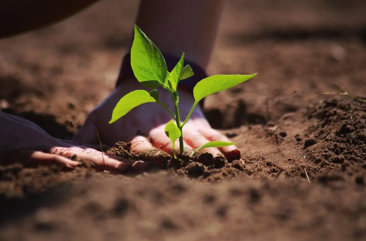 ¿Tienes esta planta en casa? Descubre el sorprendente significado de la planta china del dinero