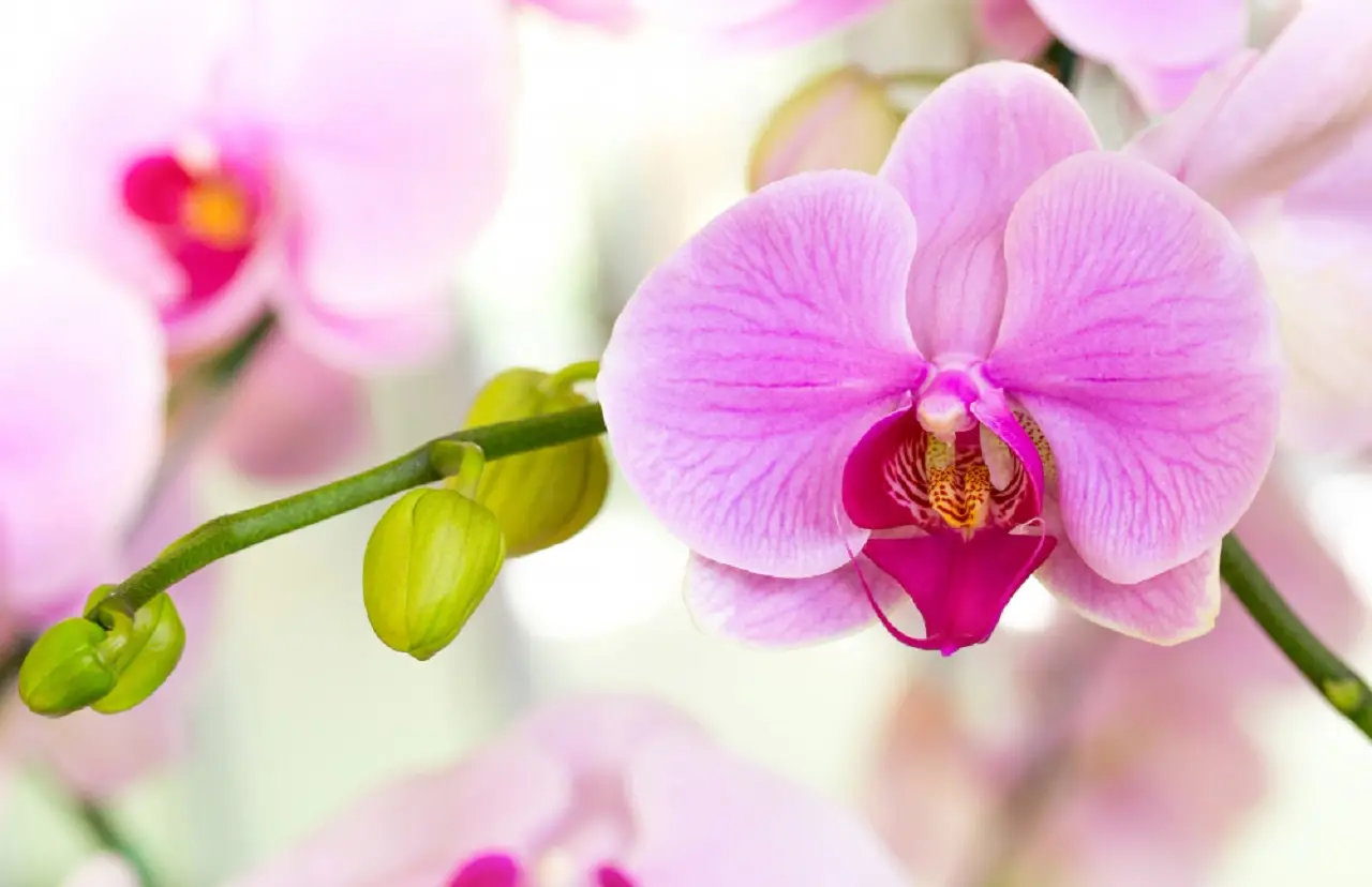 ¿Existe una planta más hermosa que las orquídeas? Descubre cuál es la considerada más bella del mundo