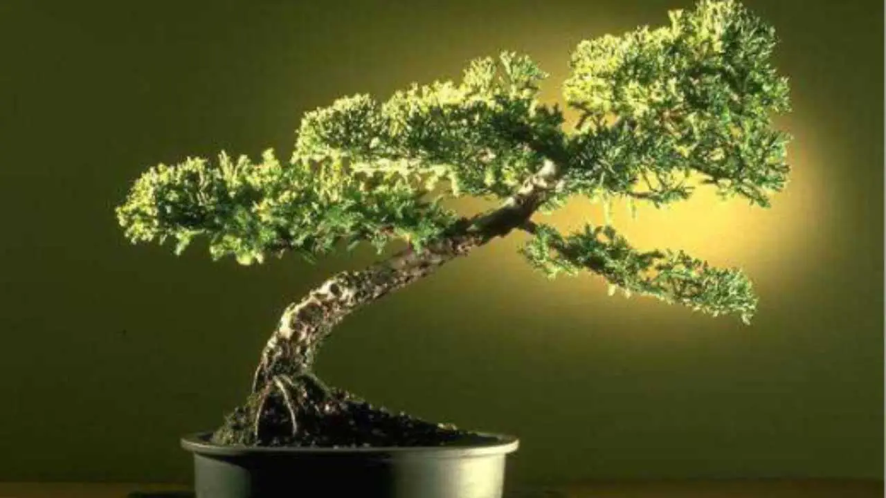 Alerta en tus plantas: si tienen manchas marrones debes separar las macetas inmediatamente