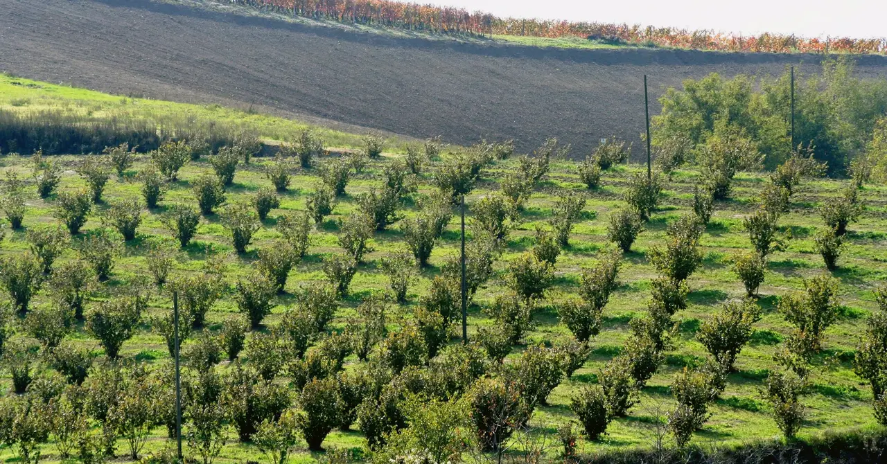 El truco de los agricultores para conseguir tomates más dulces y sabrosos añadiendo esto al suelo