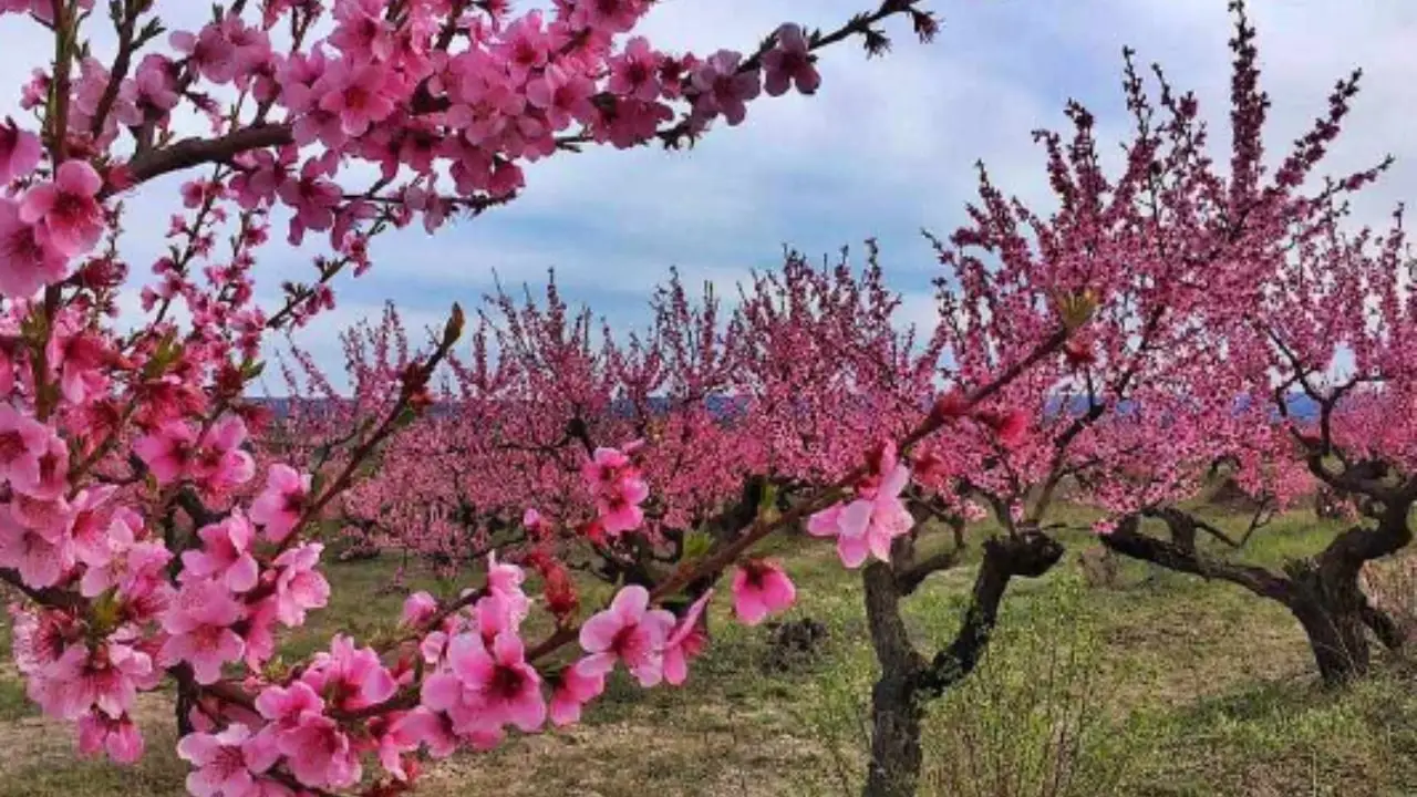 El sorprendente cambio que sufre la Tierra cada primavera y que afecta tu vida sin que lo notes