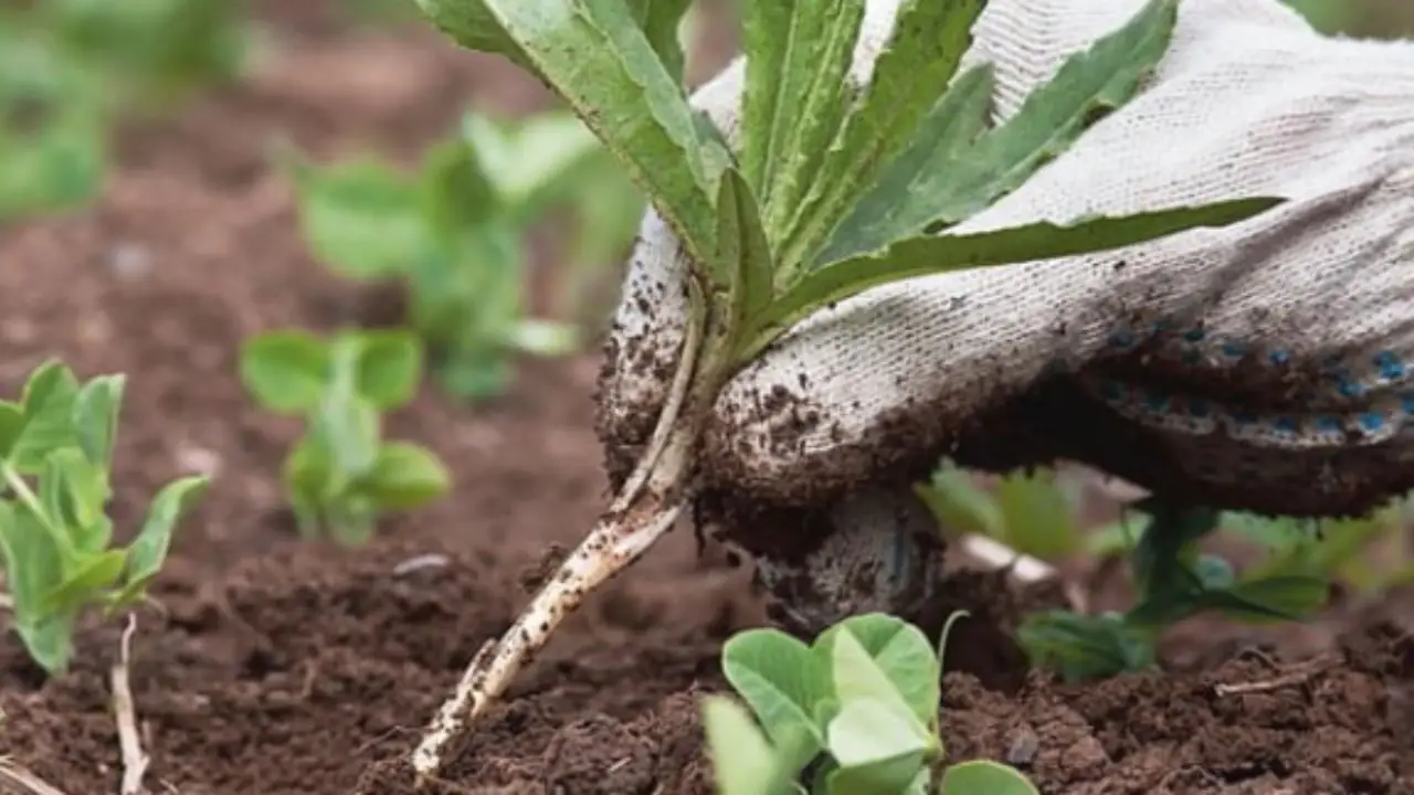 No siembres besitos en tu jardín sin saber este truco para que florezcan todo el año