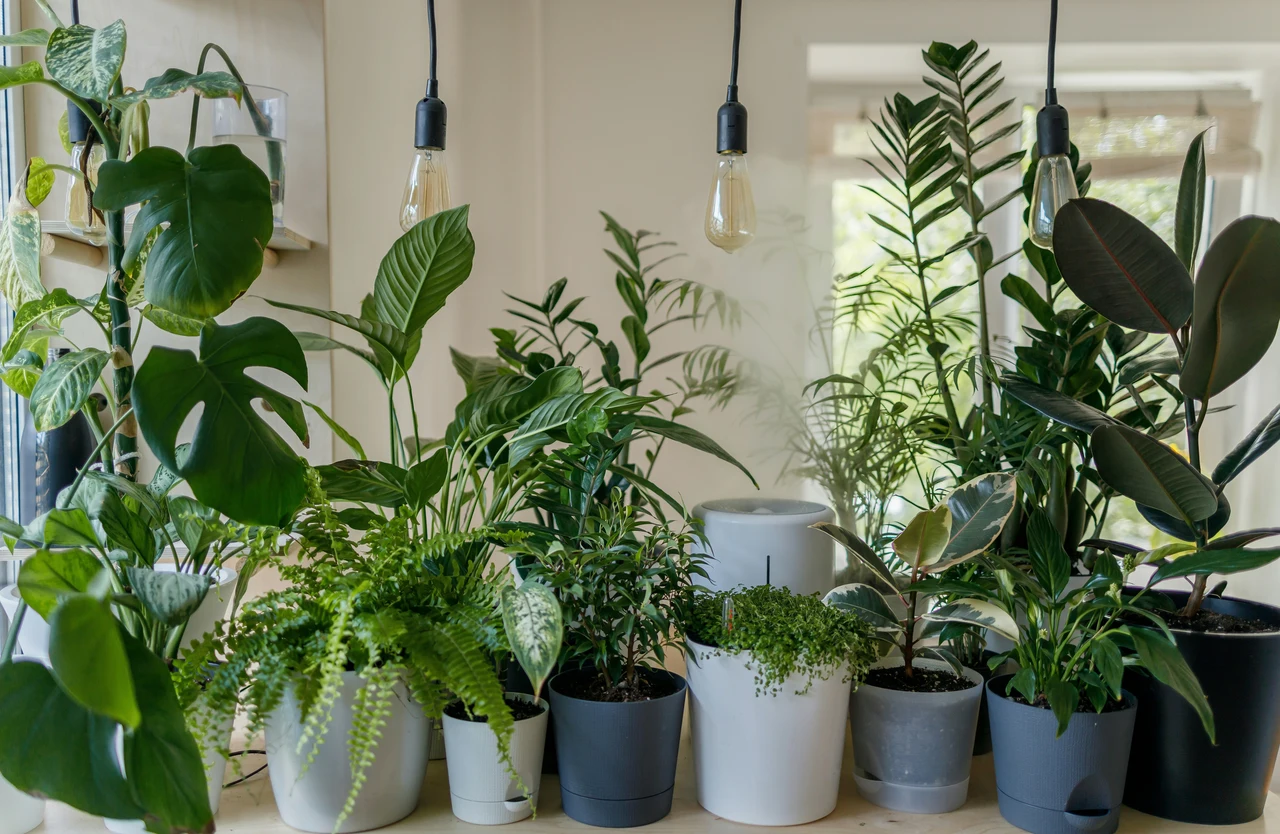¿Tienes mucha humedad en casa? Solo estas plantas sobrevivirán y mejorarán el ambiente