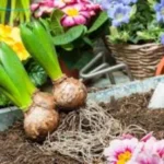 No cometas estos errores: los 10 consejos esenciales para un jardín verde y sano