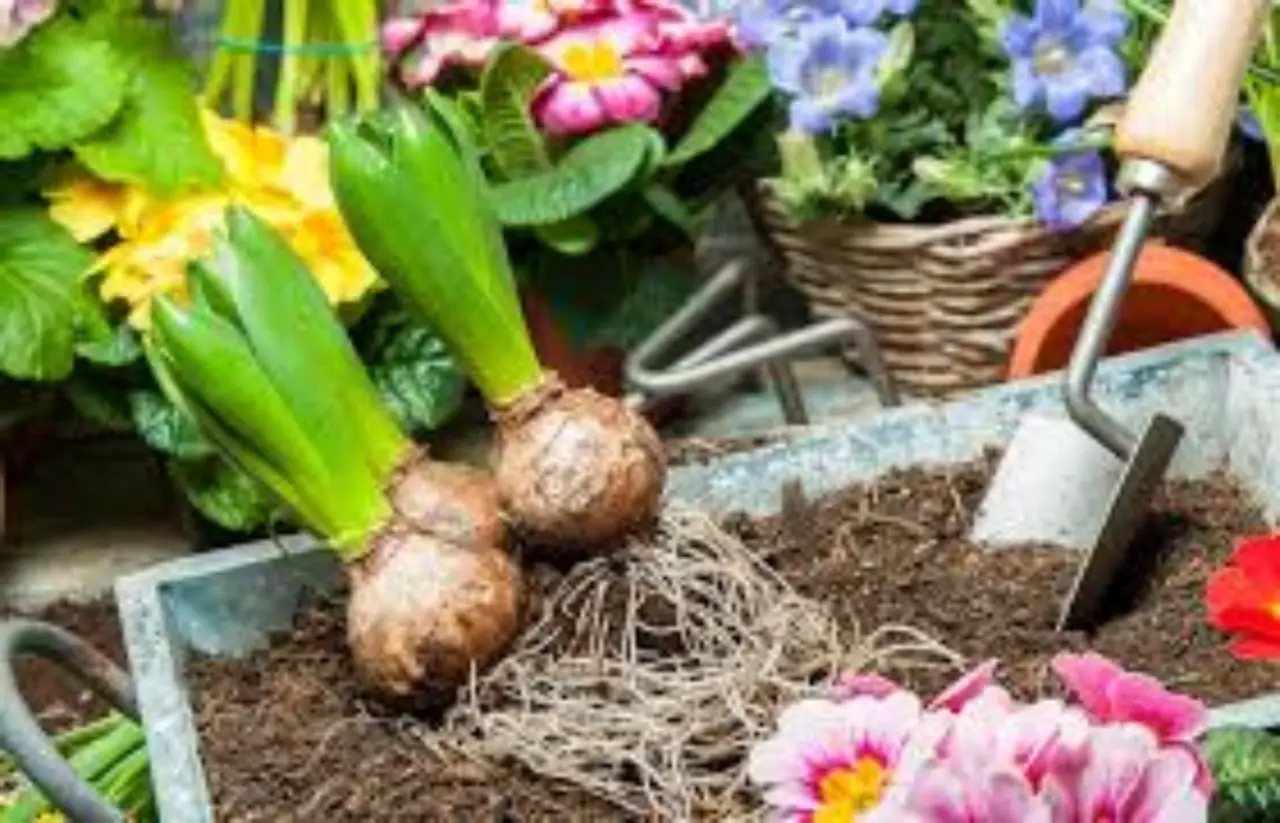 No cometas estos errores: los 10 consejos esenciales para un jardín verde y sano